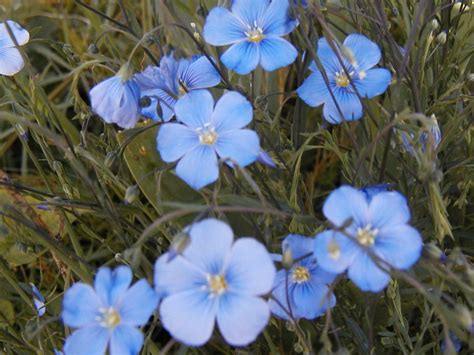 Flax Blue Sun Perennial Flower 240 Seeds Groco Plants And Seedlings