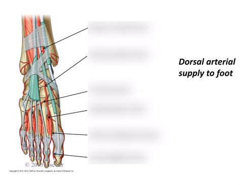 Mss Week 12 Dorsal Artery Supply To Foot Diagram Quizlet