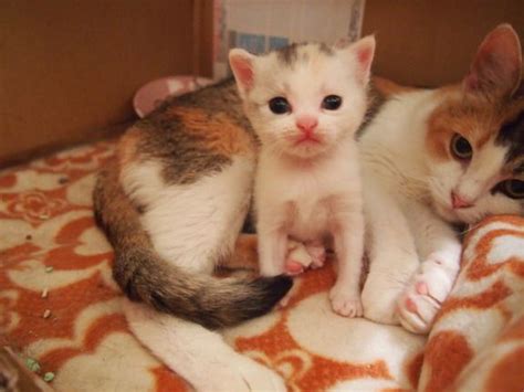 Mama And Baby Kittens Kittens Photo 41536271 Fanpop