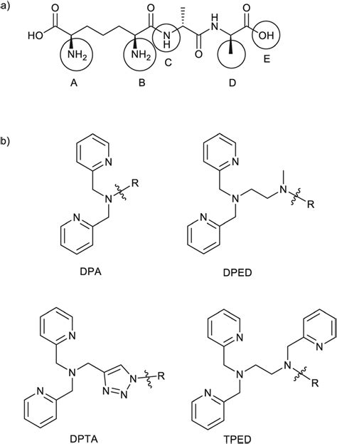 a potential chelator attachment points a e based on tripeptide download scientific diagram