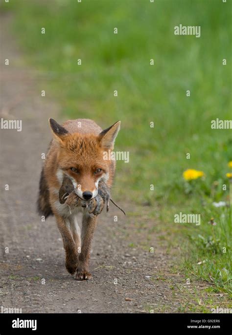 Fox With Prey Hi Res Stock Photography And Images Alamy