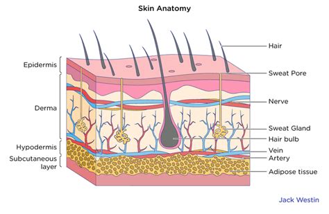 Structure 2 Skin System Mcat Content