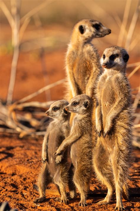 How To Visit The Meerkats In The Kalahari Desert Ubuntu Travel Group