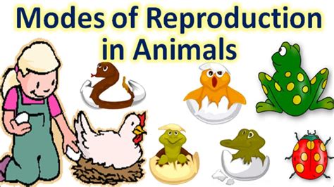 Top 187 Explain Reproduction In Animals