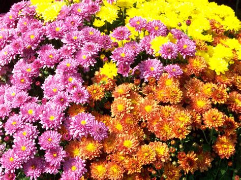 Chrysanthemums Free Stock Photo Public Domain Pictures