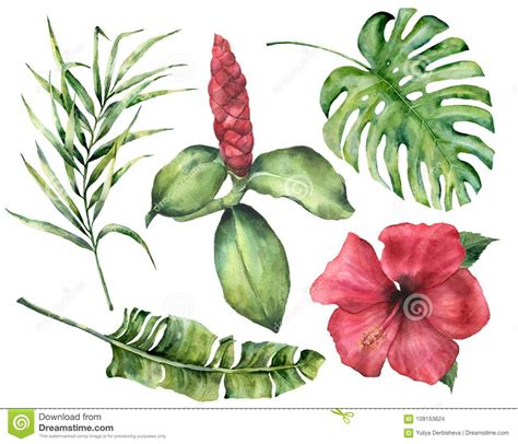 Watercolor Tropical Flowers And Leaves Hand Painted Monstera Coconut