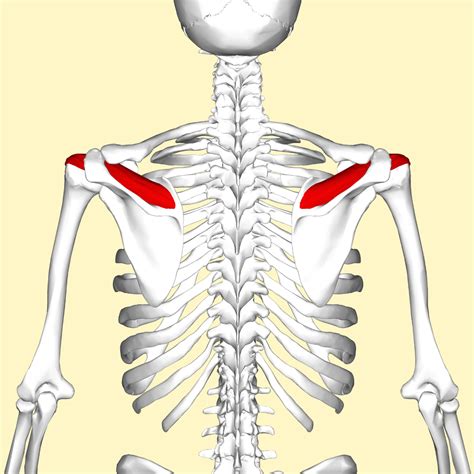 SUPRASPINATUS Muscles Information