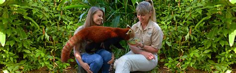 Rascally Red Panda Encounter - Australia Zoo