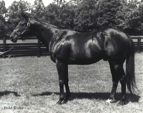 Bold Ruler Sire Of Secretariat As A Three Year Old Won The 1957