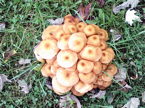 Cluster Mushrooms In My Yard Ask Extension