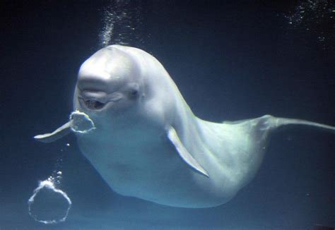 10 Fascinating Facts About Belugas Absolute Knowledge Whale Pictures