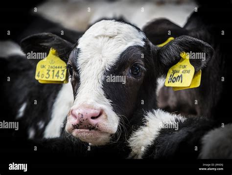 Ashford Cattle Market Hi Res Stock Photography And Images Alamy