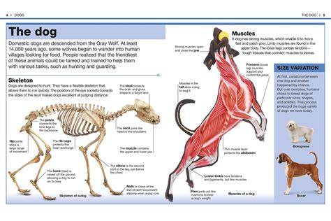 Dog Anatomy Animal Anatomy Teaching College Strong Muscles Dog Info