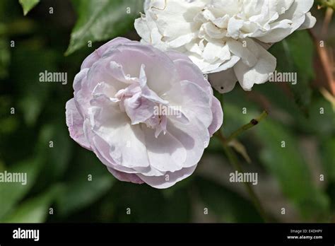 Single Lilac Blush Noisette Flower Stock Photo Alamy