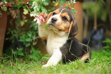 Beagle Charakter Haltung Zucht And Pflege Hunderassen Zooplusat