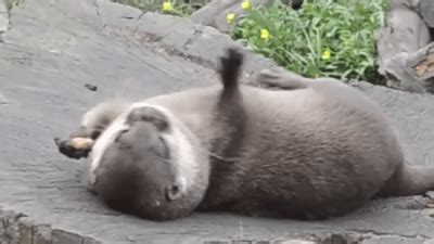 Otter Gif Gif Abyss