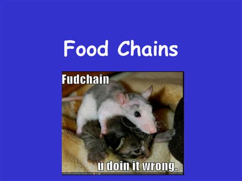 Food Chains Powerpoint Bright And Colorful Teaching Resources