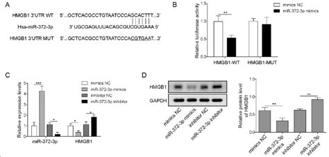hmgb1 was a direct target of mir 372 3p the potential binding sites download scientific