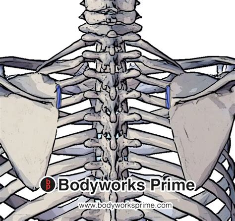Rhomboid Minor Muscle Anatomy Bodyworks Prime