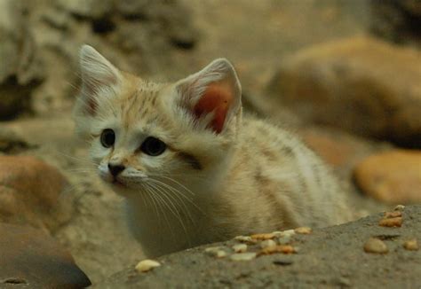 Curious Sand Cat Kittens Really Cute Cats
