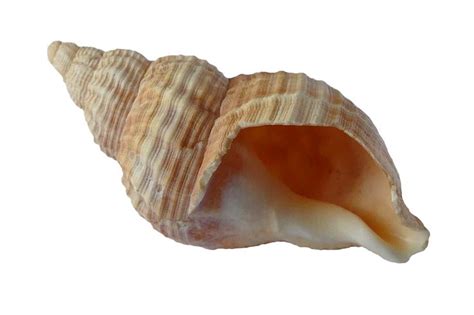 Free Image On Pixabay Sea Shell Clam Ocean Sea Shells Sea And