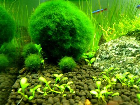 Cladophora Aquarium Tips