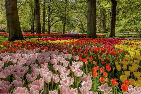 Take A Virtual Tour Of The Legendary Keukenhof Tulip Gardens Petal