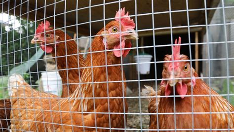 Salmonella Outbreak Connected To Backyard Poultry Sickens More Than 1000 Per Cdc