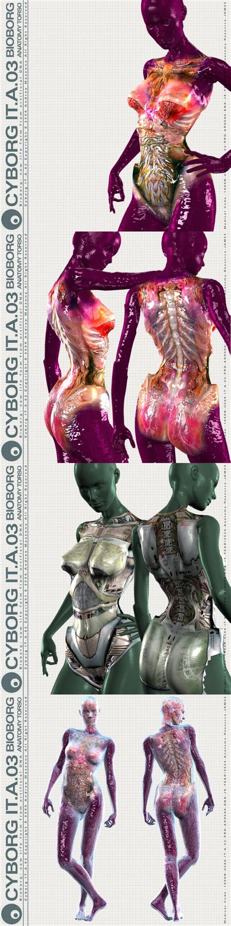 Human torso anatomy pelvic block lecture 3: Andygraph -CYBORG IT.A.03 Anatomy Torso- by andygraph