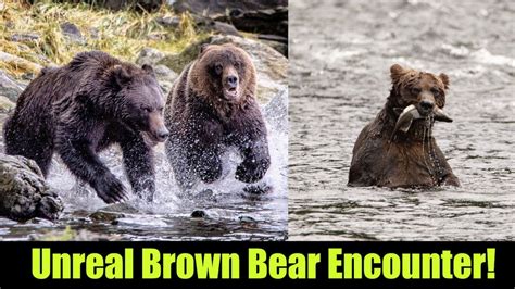 Unreal Encounter With Alaskas Apex Predator Brown Bears Alaskan