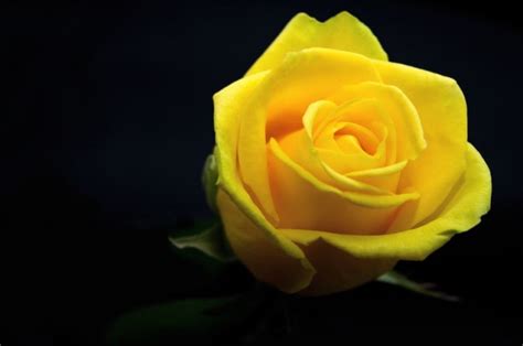 Beginilah Gambar Bunga Mawar Warna Kuning Terbaik Informasi Seputar