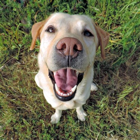 Smiling Golden Labrador Retriever From A Top View Stock Photo By