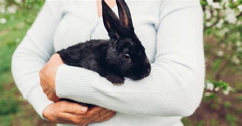 How To Handle A Rabbit Safely Pdsa