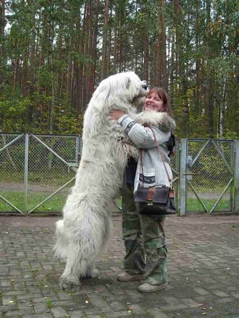 Animals For Russian Bear Dog Ovcharka Big Dog Breeds Big Dogs