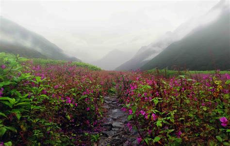 A Diy Guide To Valley Of Flowers Soul Trails