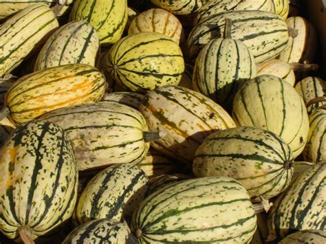 Pumpkins Gourds And Squash Borchard Farms