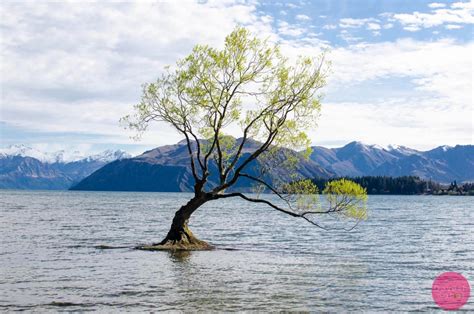 That Lone Tree In Lake Wanaka New Zealand Drone And Dslr