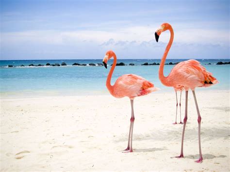 Flamingos 4k Wallpapers For Your Desktop Or Mobile Screen Free And Easy