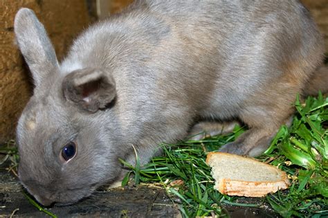 Rabbit Free Stock Photo Public Domain Pictures