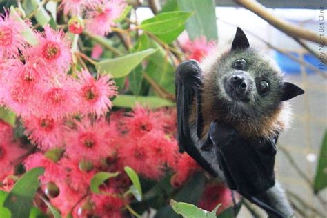 Did You Know Flying Foxes Are Major Pollinators Of Eucalyptus And