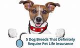 Dog Life Insurance Pictures
