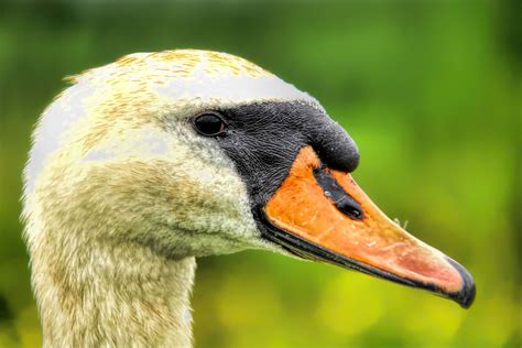 Free Images Wildlife Beak Fauna Close Up Swan Duck Goose