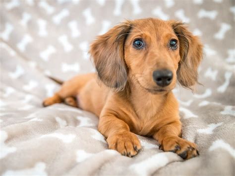 Of course when two different breeds come together it does not just take the characteristics of one of the parents, so there is evidence of both the husky and the pomeranian. Detailed Answers On How Big Does a Miniature Dachshund Get