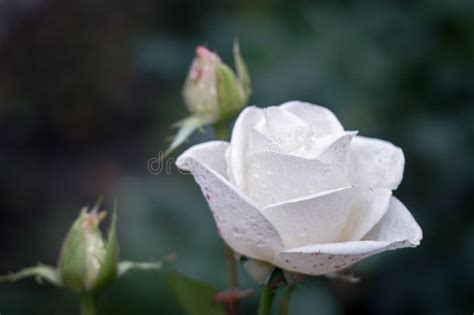 White Rose Water Drops Stock Image Image Of Bright Closeup 78784803