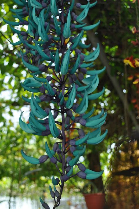 Online flower and gift delivery to malaysia serviced by russianflora.com. Flowers of Malaysia: Jade Vine