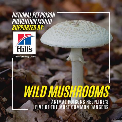 Wild Mushrooms Animal Poisons Helpline