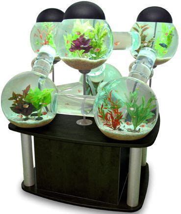 Aneka model aquarium / 1 : Ikan Hias Untuk Aquarium Mini - Aneka Ikan Hias