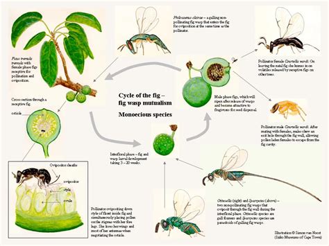 Wasp Life Cycle Of A Wasp