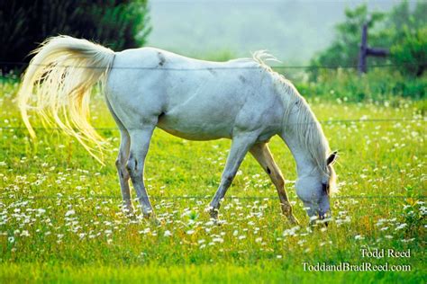 Dream horse classifieds is the premier horse classifieds site with horses for sale, lease, adoption, auction, breeding dream horse classifieds. Dream Horse