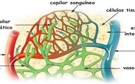 No Interior Dos Vasos Linfáticos Circula Uma Substância Denominada Linfa